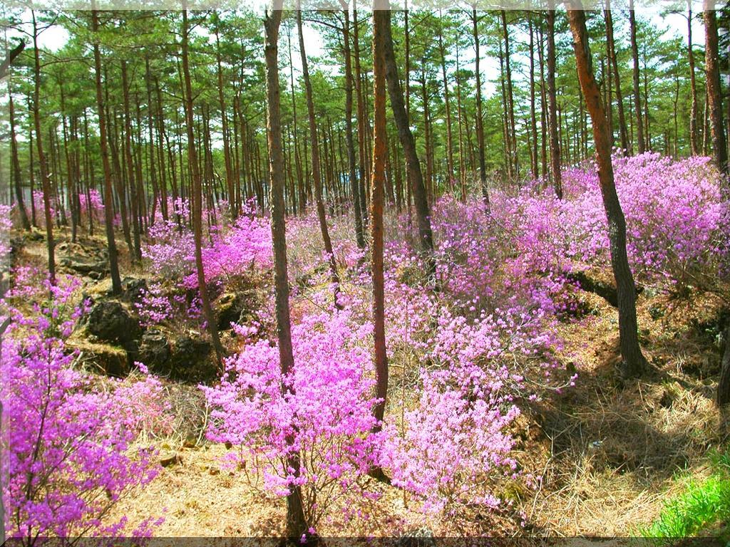 Pension Mozart 山中湖村 エクステリア 写真